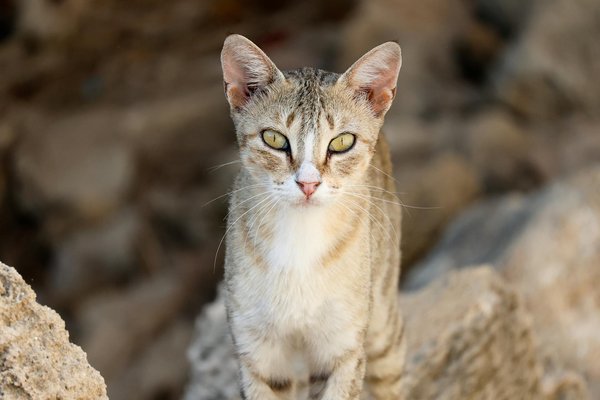 How can you mix and match patterns without clashing?